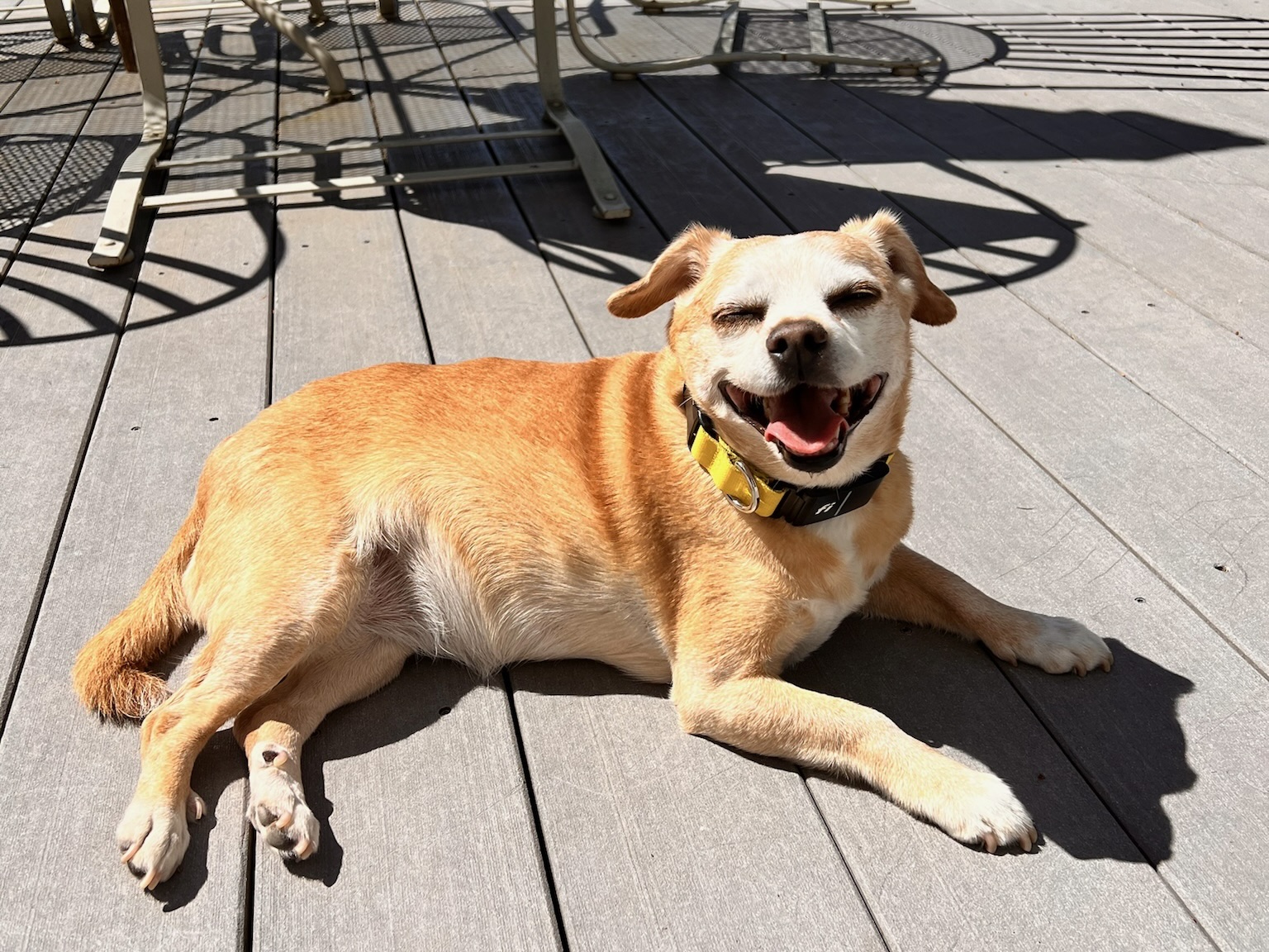 Daisy resting outdoors